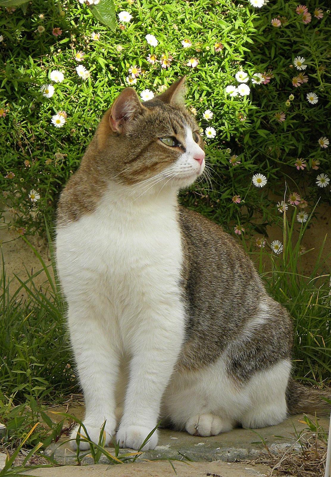 Alfred tra i fiori