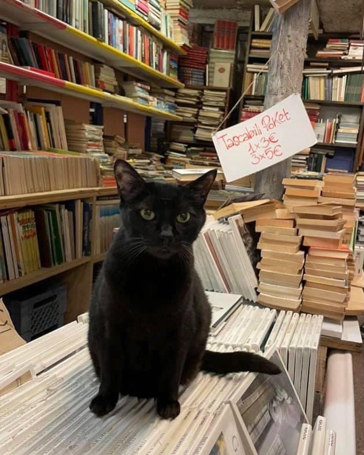 Ernesto nella libreria